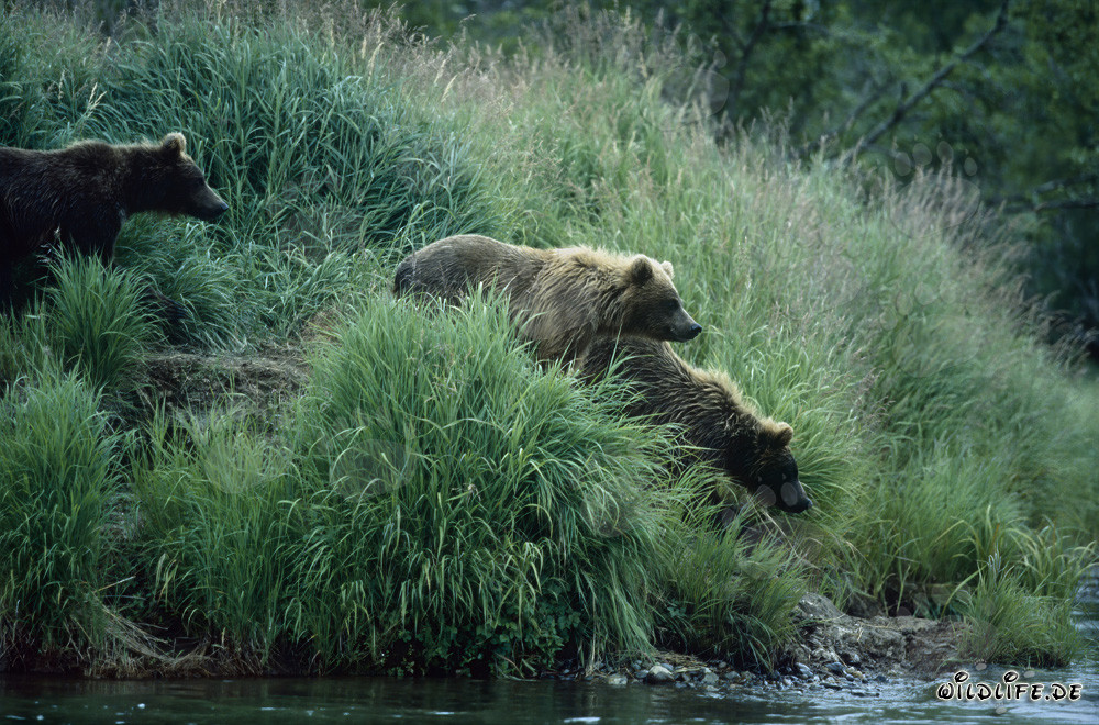Brown bears at the idyllic riverbank in Alaska