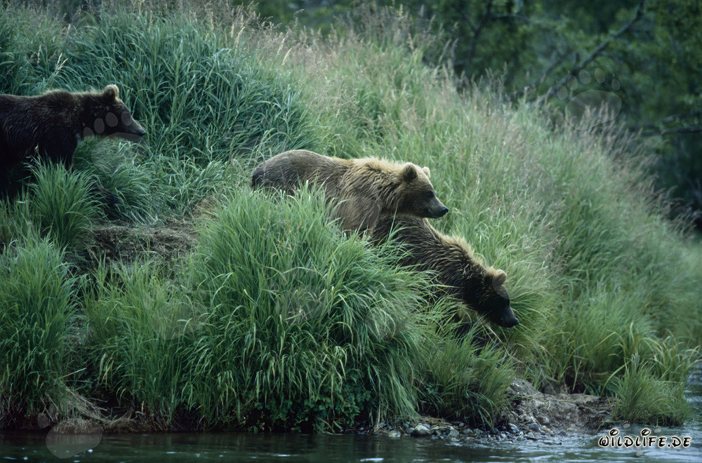Osos pardo en la idílica orilla del río en Alaska