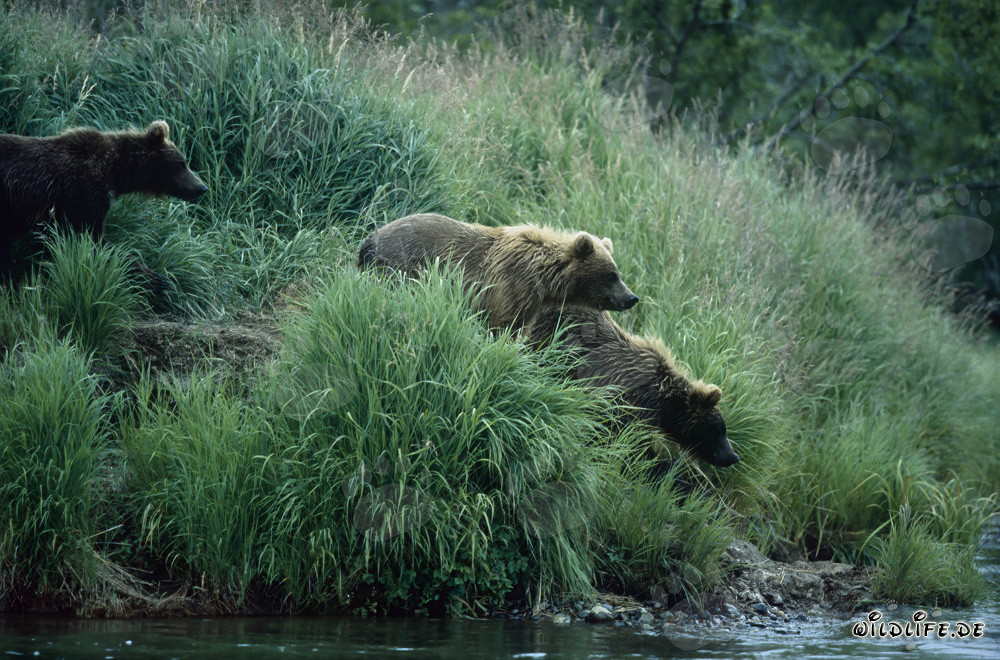 Ours bruns sur les rives idylliques d'une rivière en Alaska
