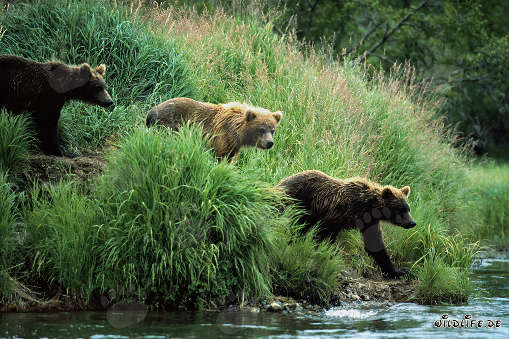 Braunbären beobachten entlang des Flusses in der Wildnis Alaskas