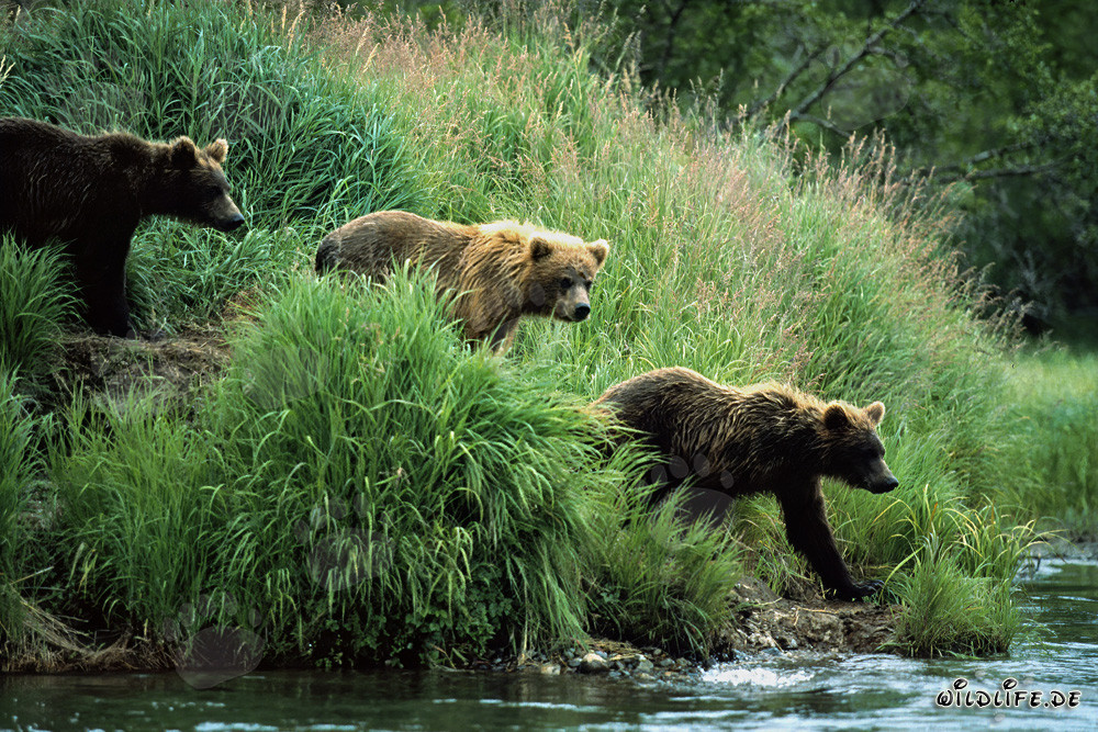 Osservare gli orsi bruni lungo il fiume nella natura selvaggia dell'Alaska