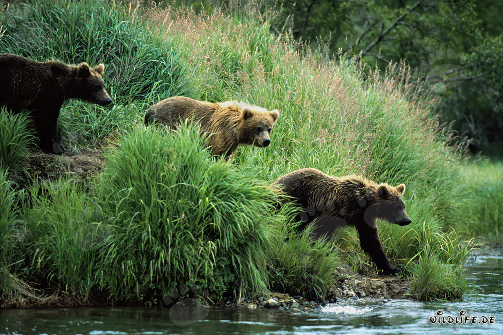 Observación de osos pardos a lo largo del río en la naturaleza salvaje de Alaska