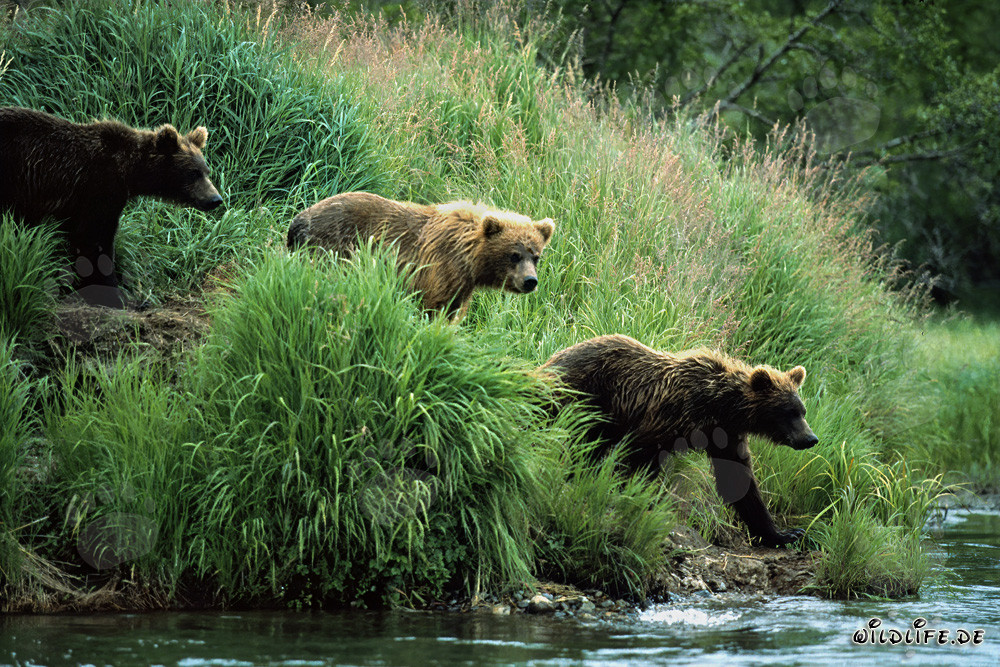 Observer les ours bruns le long de la rivière dans la nature sauvage de l'Alaska