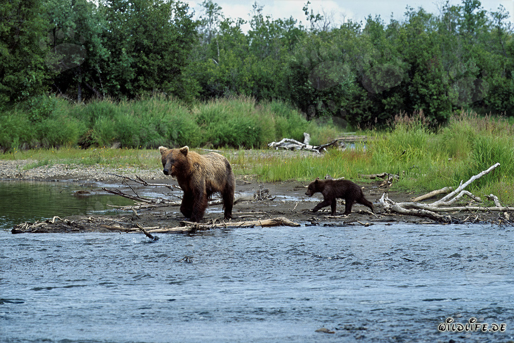 Braunbärenfamilie beim Fischen am Flussufer in Katmai, Alaska