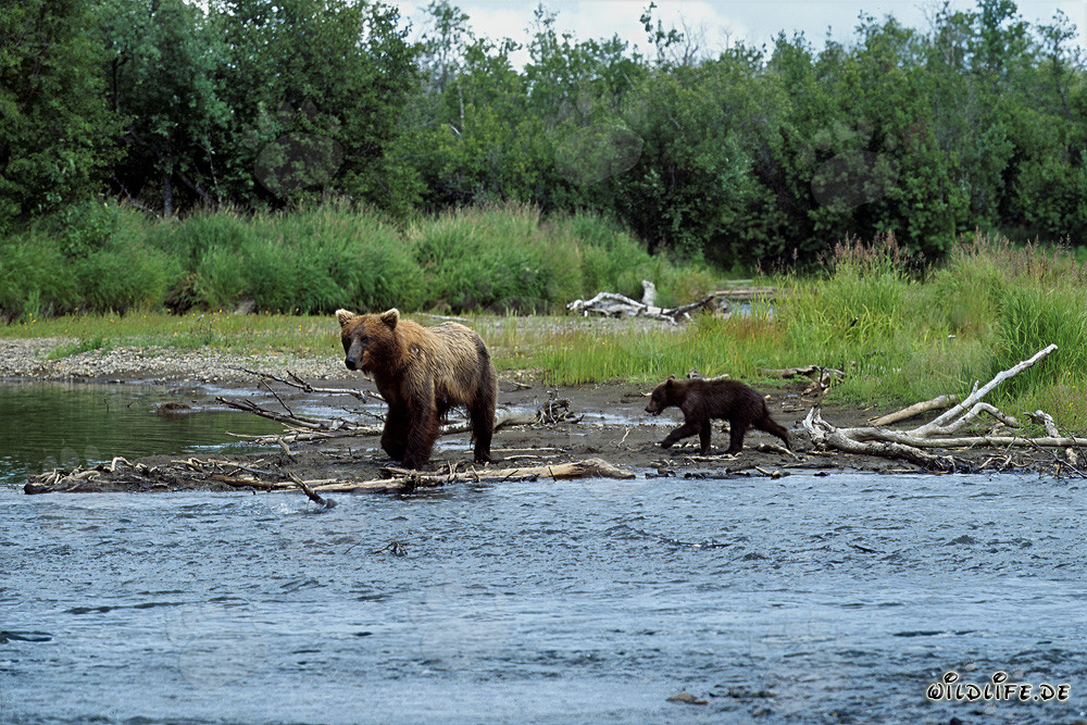 Brown Bear Family Fishing at the Riverbank in Katmai, Alaska