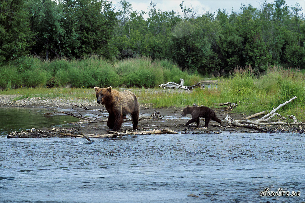 Familia de osos pardos pescando en la orilla del río en Katmai, Alaska