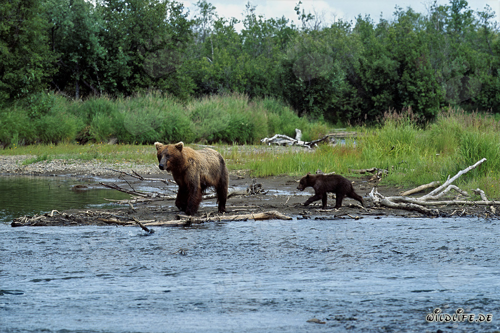 Famille d'ours bruns pêchant au bord de la rivière à Katmai, Alaska