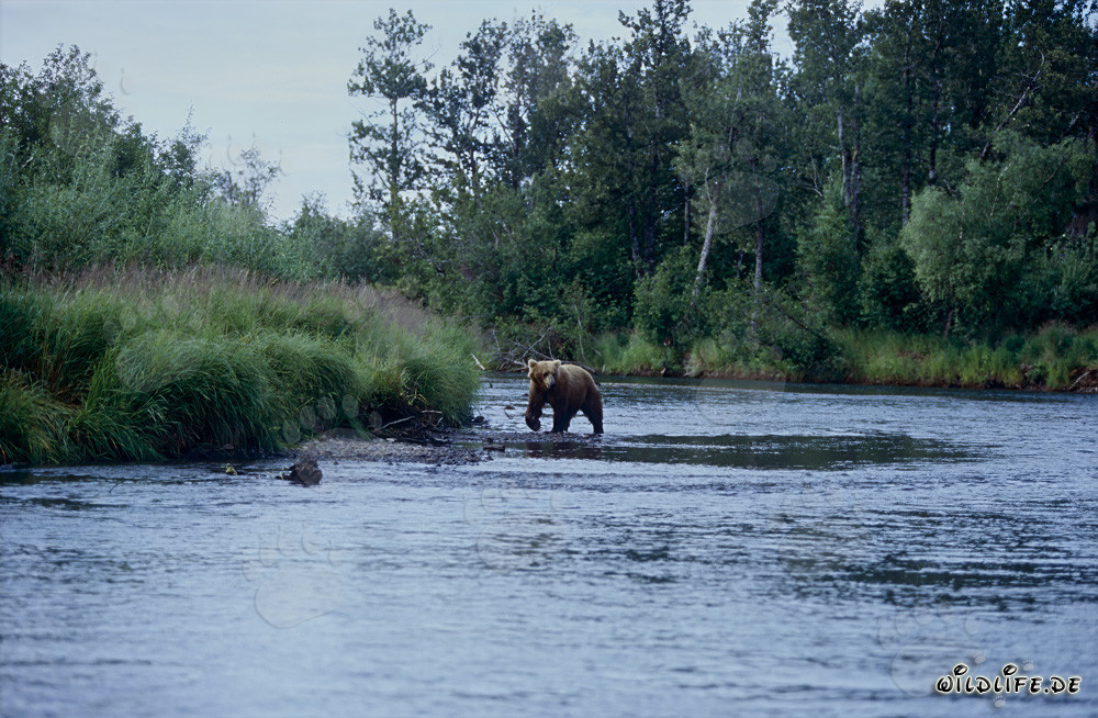 Majestätischer Braunbär beim Lachsfischen im Fluss