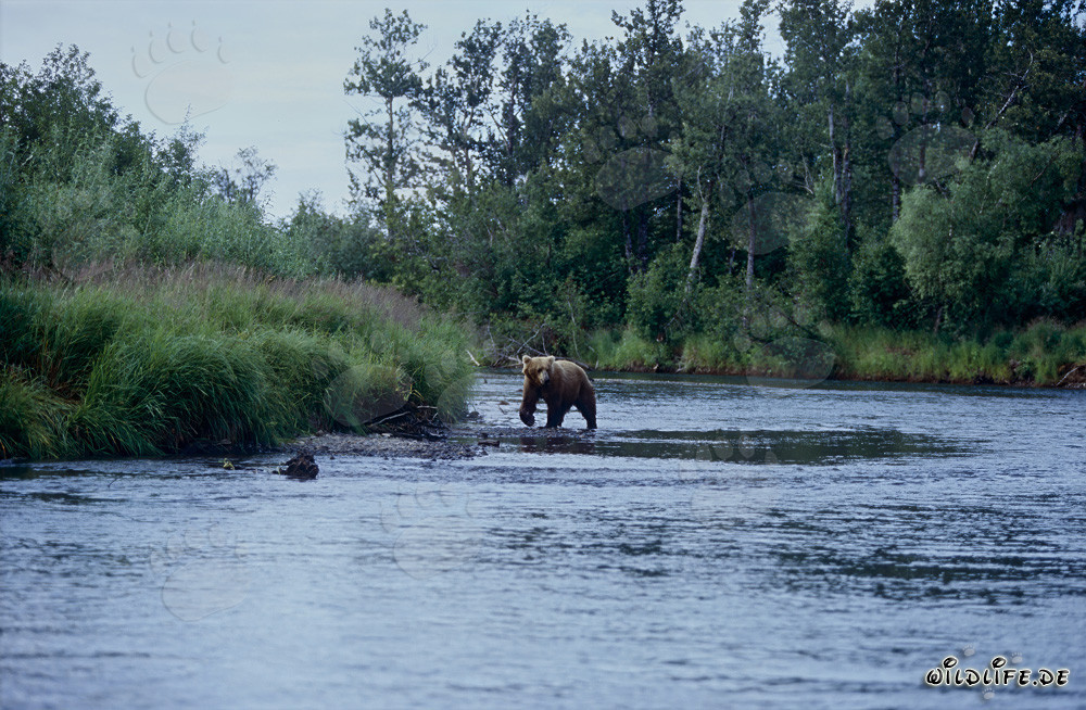 Majestic Brown Bear Fishing for Salmon in the River