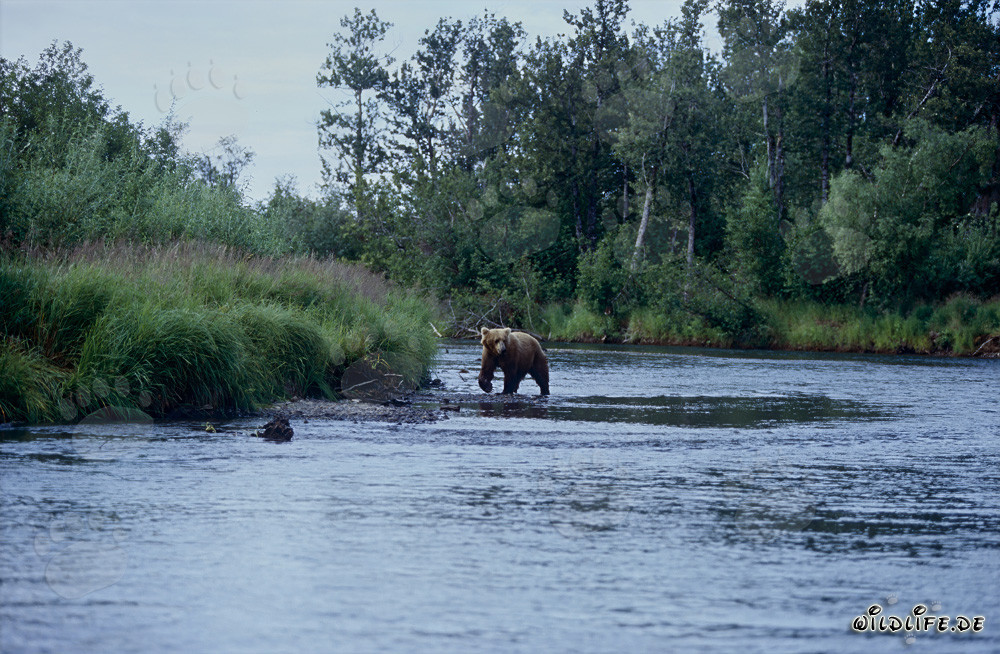 Maestoso orso bruno che pesca salmoni nel fiume