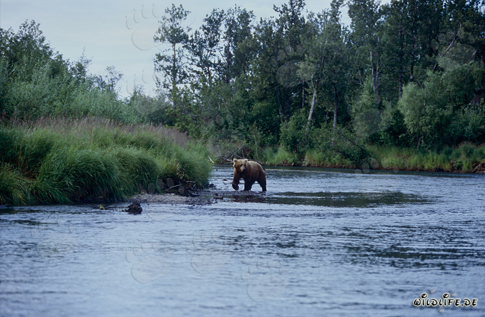 Oso pardo majestuoso pescando salmones en el río