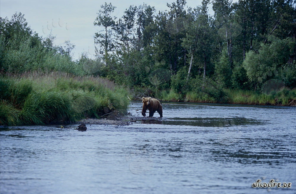 Ours brun majestueux pêchant le saumon dans la rivière