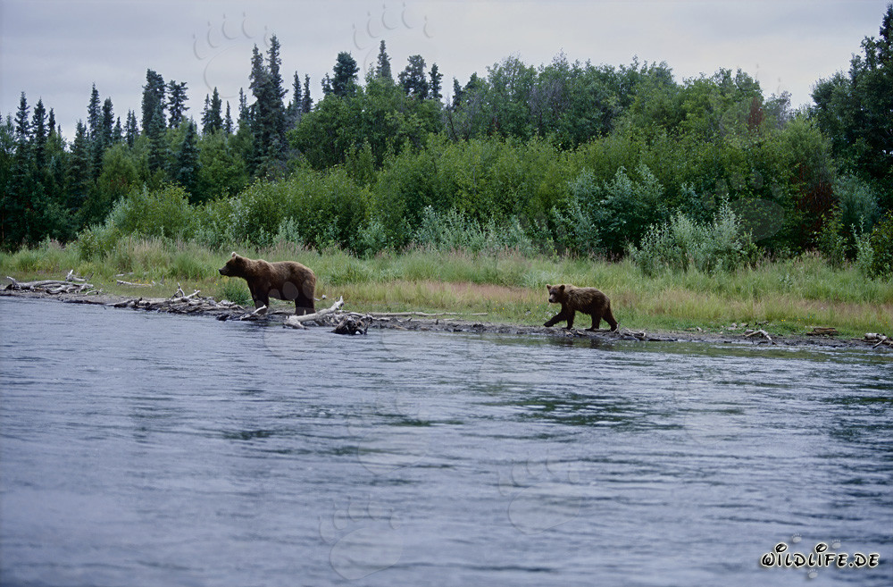 Braunbären beobachten am malerischen Flußufer in Alaska