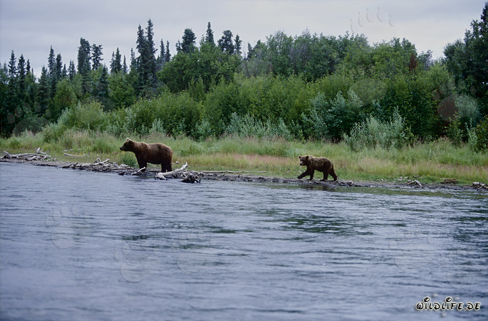 Observing Brown Bears at the Picturesque Riverbank in Alaska