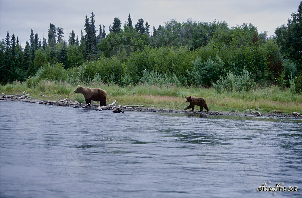 Osservare gli orsi bruni sulle pittoresche rive di un fiume in Alaska