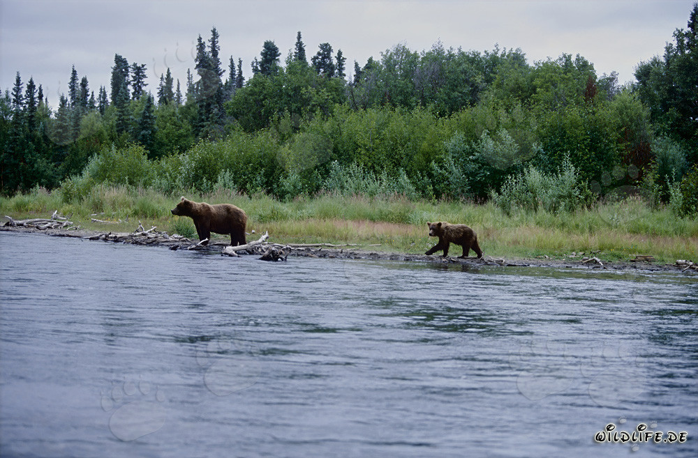 Observar osos pardos en la pintoresca ribera de un río en Alaska