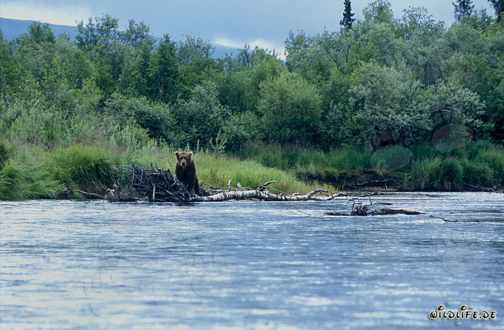 Braunbär beobachtet geduldig den Flusslauf in der Wildnis Alaskas