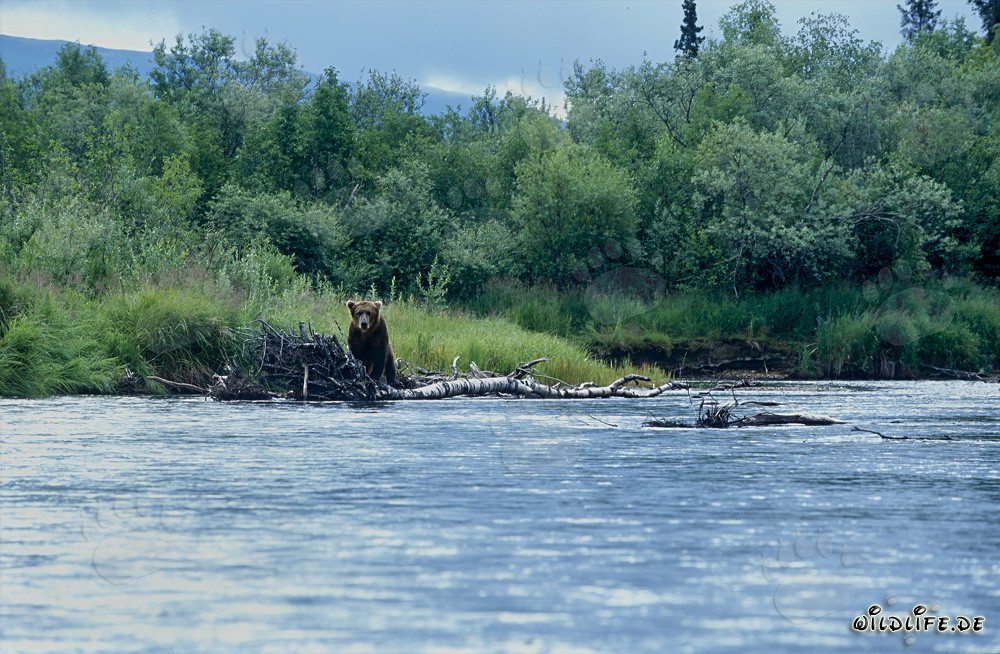 Brown bear patiently observing the river flow in the wilderness of Alaska