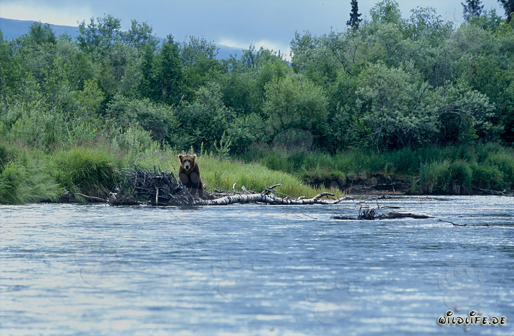 Orso bruno osserva pazientemente il corso del fiume nella natura selvaggia dell'Alaska