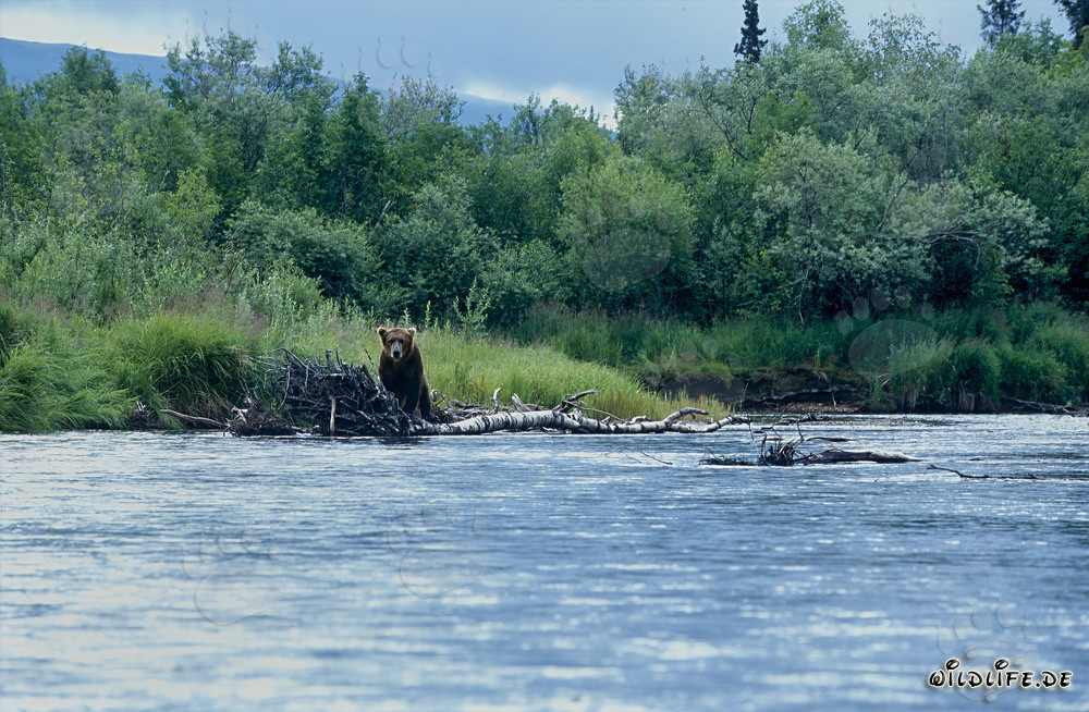 Oso pardo observa pacientemente el curso del río en la naturaleza salvaje de Alaska