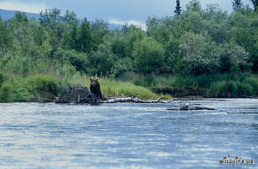 Ours brun observant patiemment le cours de la rivière dans la nature sauvage de l'Alaska