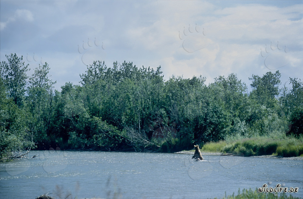 Braunbärenfamilie beim Lachsfischen am malerischen Flussufer in Alaska