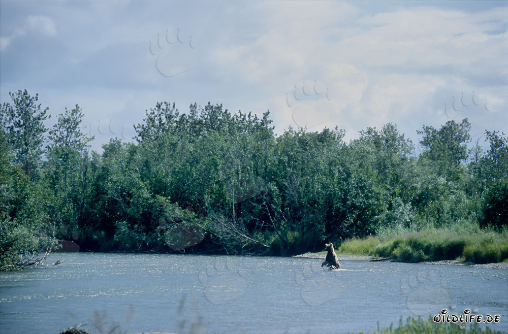 Brown bear family fishing for salmon at the picturesque riverbank in Alaska