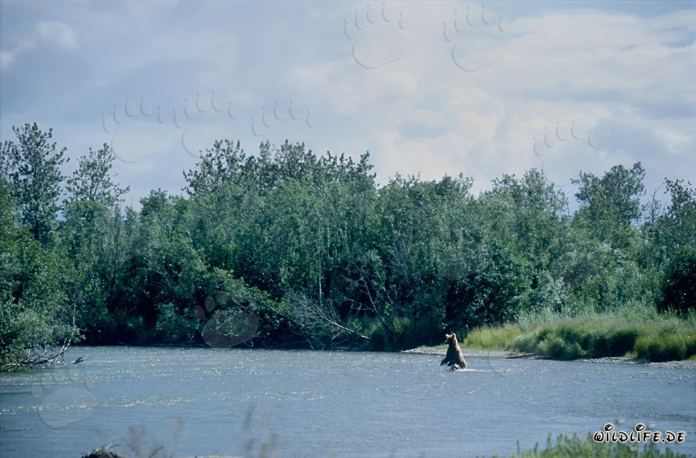 Famiglia di orsi bruni che pescano salmoni sulle pittoresche rive di un fiume in Alaska