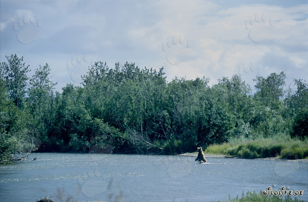 Familia de osos pescando salmones en la pintoresca orilla de un río en Alaska