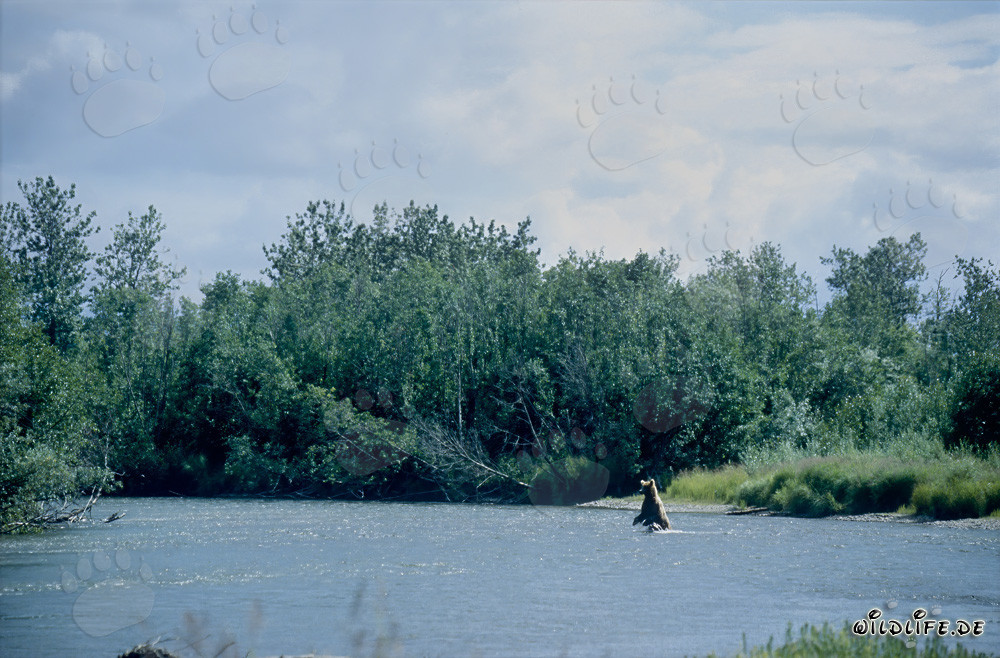 Famille d'ours bruns pêchant le saumon sur les rives pittoresques d'une rivière en Alaska
