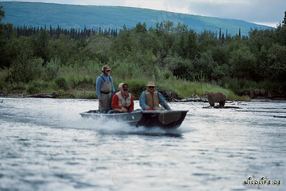 Barco especial y oso pardo en el rico Parque Nacional Katmai