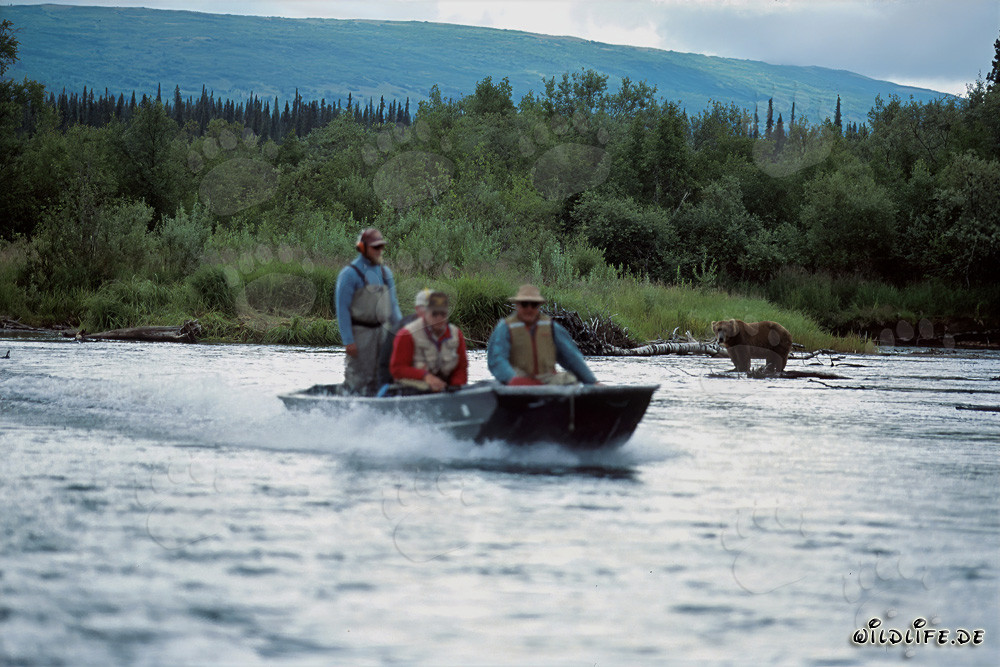 Bateau spécial et l'ours brun dans le parc national de Katmai riche en poissons