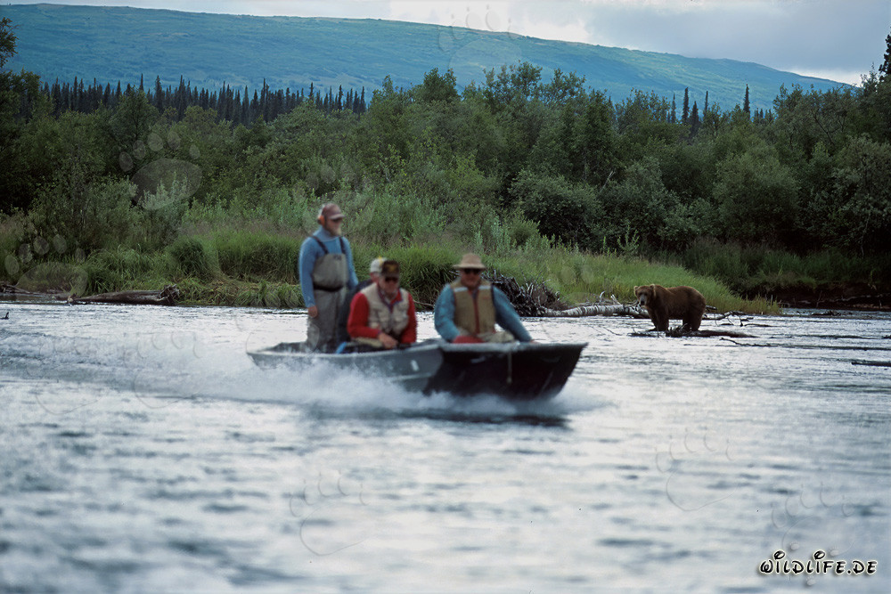 Specialboat and the brown bear in the fish-rich Katmai National Park