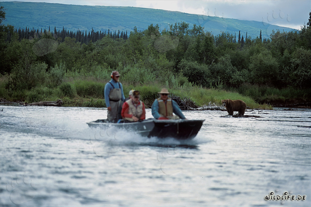 Spezialboot und der Braunbär im fischreichen Katmai Nationalpark