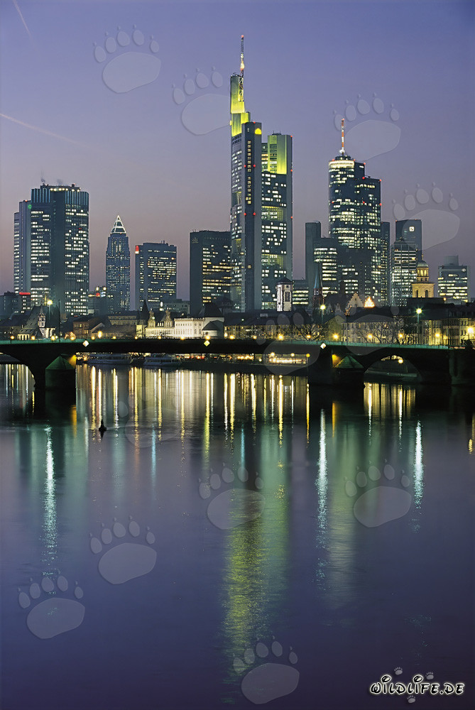 Faszinierende Frankfurter Wolkenkratzer bei Nacht