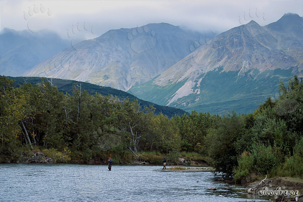 Angler beim Lachsfischen in Alaska