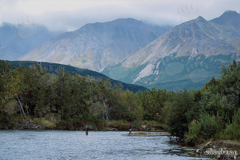 Pêcheurs de saumon en Alaska