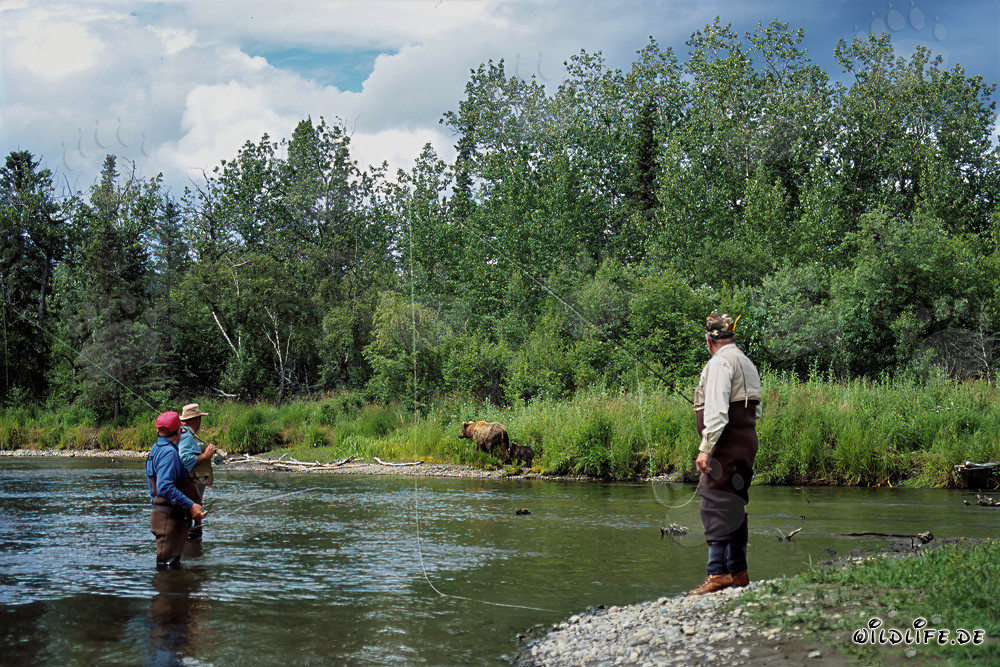 Fishermen and Bears in the Wilderness of Alaska