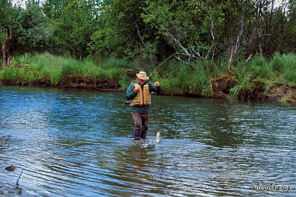 Angler mit Regenbogenforelle am Flussufer in Alaska