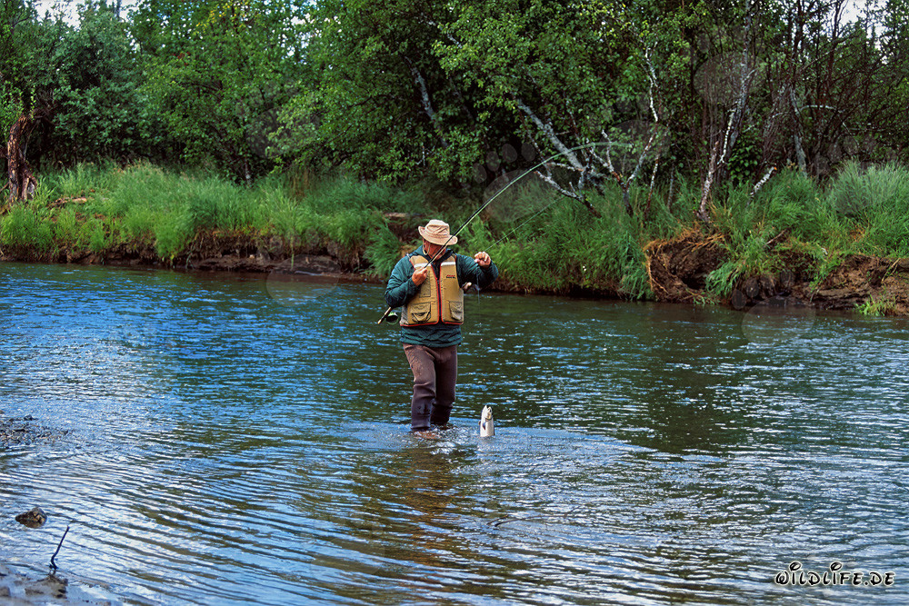 Fisherman with a rainbow trout on the riverbank in Alaska