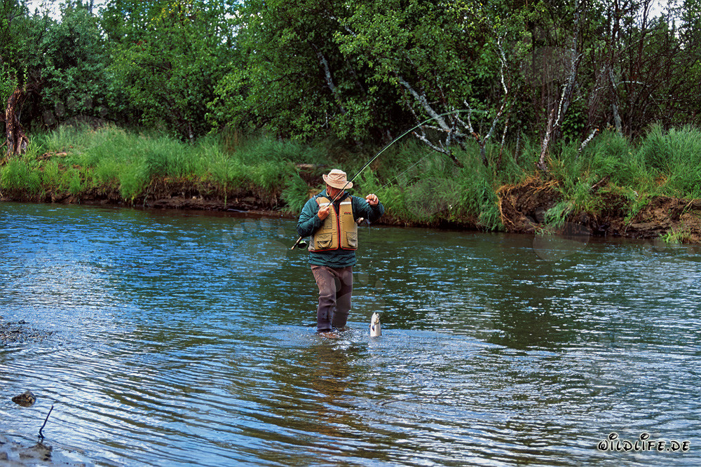 Pêcheur avec truite arc-en-ciel au bord d'une rivière en Alaska