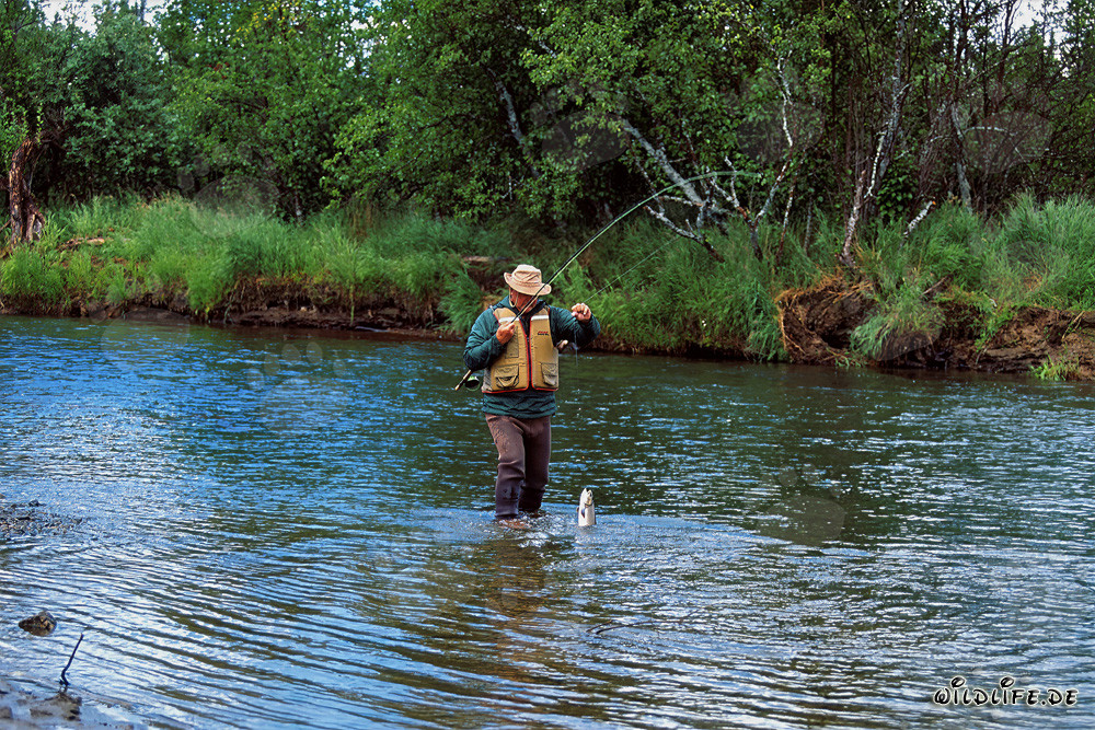 Pescador con trucha arcoíris en la orilla de un río en Alaska