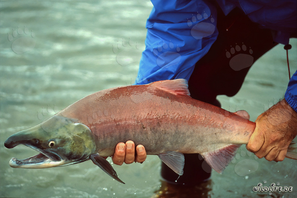 Salmón salvaje fascinante en las aguas de Alaska