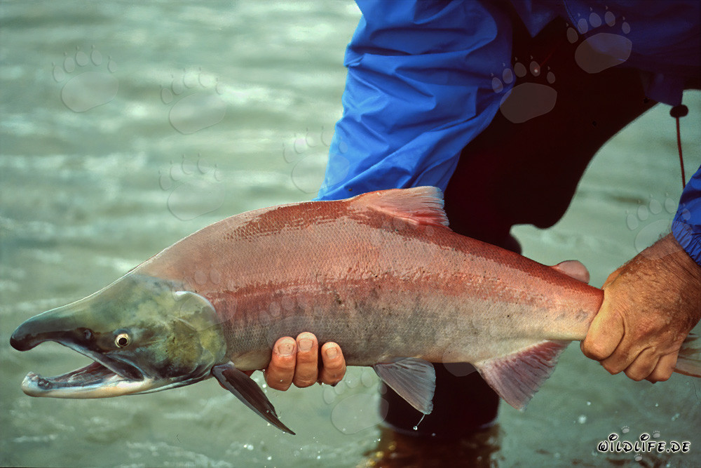 Affascinante salmone selvaggio nelle acque dell'Alaska