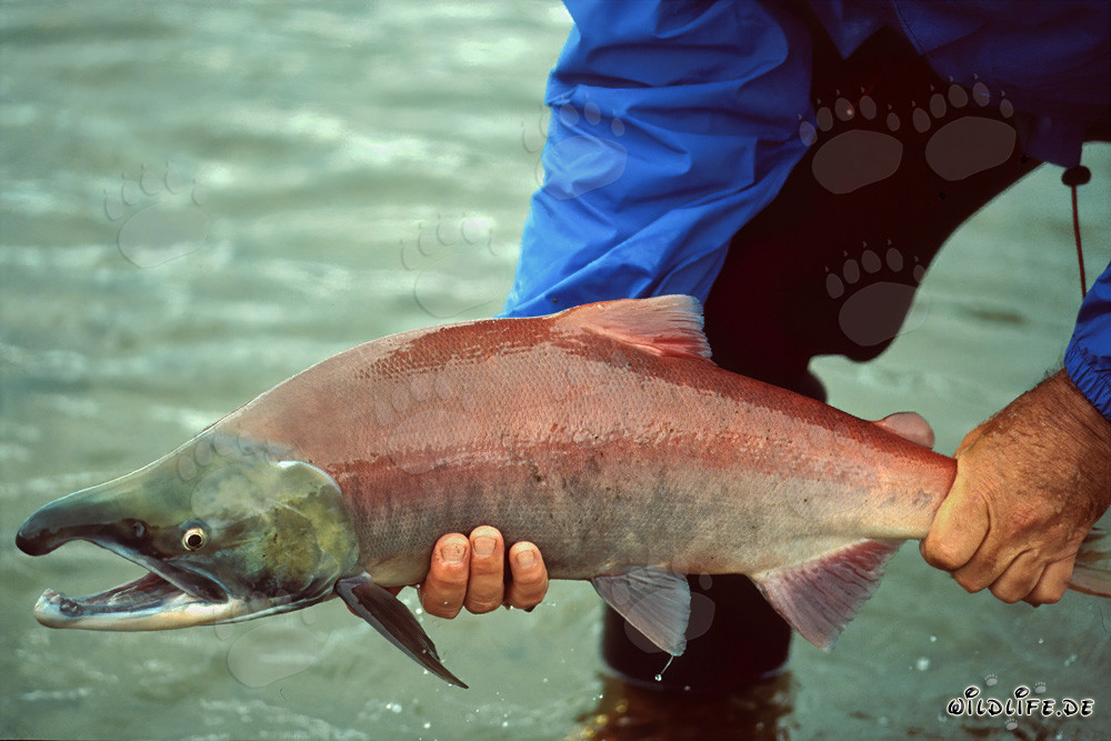Saumon sauvage fascinant dans les eaux de l'Alaska