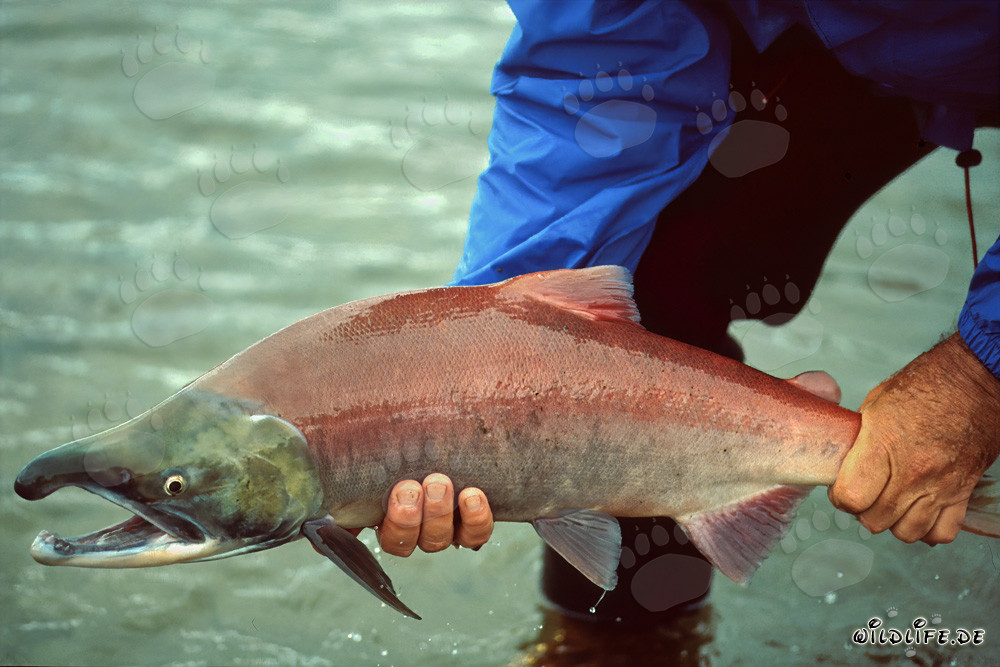 Fascinating Wild Sockeye Salmon in Alaskan Waters