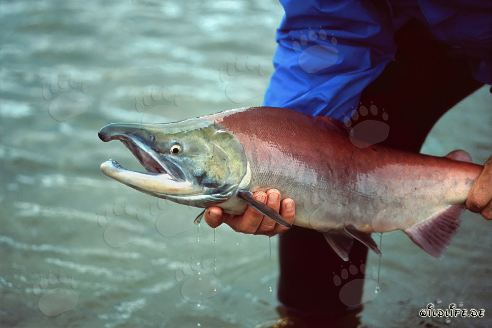 Erfahrener Angler fängt einen majestätischen Lachs in Alaska
