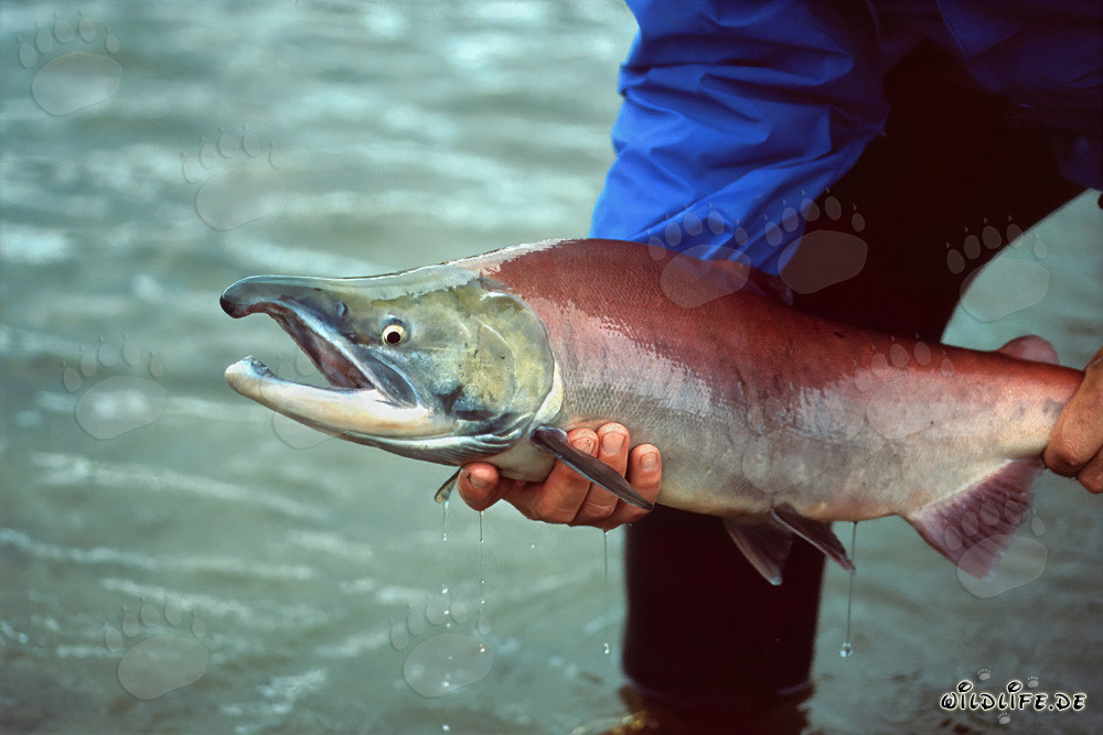 Pêcheur expérimenté attrape un saumon majestueux en Alaska