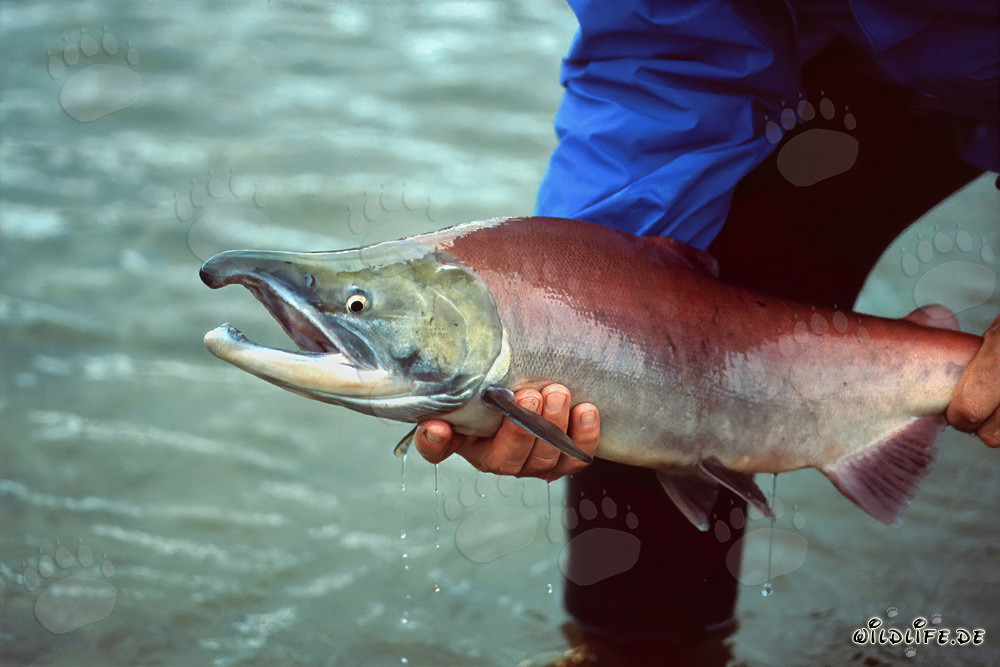 Pescador experimentado captura un salmón majestuoso en Alaska