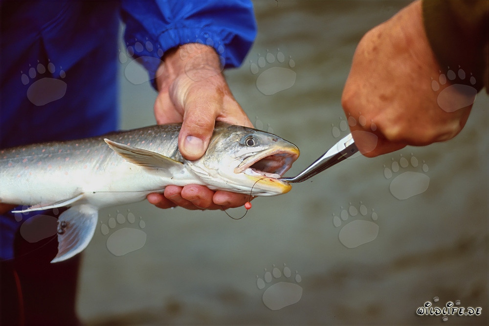 Fisherman with Arctic Char capturing the moment in the Alaskan wilderness